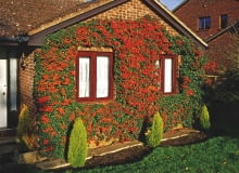 ŻEBY OGNIK rósł płasko przy ścianie, wymaga regularnego silnego cięcia. ŻEBY OGNIK rósł płasko przy ścianie, wymaga regularnego silnego cięcia.