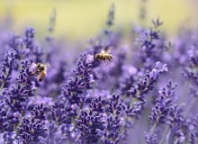 Lawenda wąskolistna