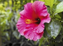 Róża chińska (Hibiscus rosa-sinensis) porażona przez plamistość liści słabiej rośnie.