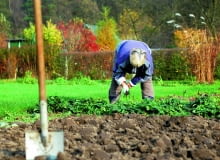 Grządki przekopujemy i pozostawiamy na zimę w tzw. ostrej skibie