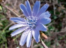 Kwiatostan to koszyczek złożony z kwiatów języczkowych z pręcikami w środku. Kwiatostan to koszyczek złożony z kwiatów języczkowych z pręcikami w środku.