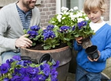 Bratki na balkonie. Kompozycje Bratki na balkonie. Kompozycje