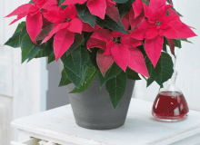 Gwiazda betlejemska Gwiazda betlejemska