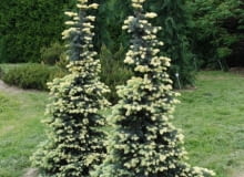 Świerk kłujący (Picea pungens) 'Białobok'. Iglaki
