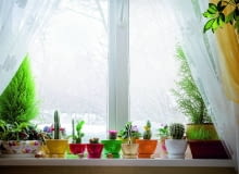 Rośliny doniczkowe zimą są szczególnie narażone na choroby. Rośliny doniczkowe zimą są szczególnie narażone na choroby.