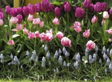 Jeśli chcemy, by wiosną nasze rośliny cebulowe tak pięknie zakwitły, wykopmy teraz ich cebule z ziemi i przechowajmy do jesieni OGROD RABATKA KOMPOZYCJA ROSLINY CEBULOWE KWIATY TULIPANY , SZAFIRKI FOT. EWA NARKIEWICZ PUBLIKACJA KWIETNIK NR 9 (165) - 9 2008 SLOWA KLUCZOWE: ROSLINY KWIATY ZDJĘCIE DO WKŁADKI: PUBLIKACJA KWIETNIK NR 9 (165) - CZASOPISMA