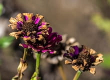 Przemarznięty kwiat Przemarznięty kwiat