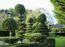 Przycinany cis fantastycznie się zagęszcza. Można z niego formować dowolne bryły. Tę cechę doceniali już twórcy barokowych ogrodów w Europie.