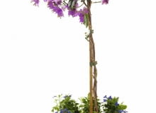 BUGENWILLĘ prowadzoną jako drzewko na pniu (na zdjęciu) bądź jako pnącze warto przyciąć na wiosnę. BUGENWILLĘ prowadzoną jako drzewko na pniu (na zdjęciu) bądź jako pnącze warto przyciąć na wiosnę.