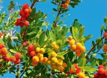 W gronach rozwija się nawet do pięćdziesięciu białawych kwiatów, ale zawiązuje się z nich nie więcej niż 10 owoców. W gronach rozwija się nawet do pięćdziesięciu białawych kwiatów, ale zawiązuje się z nich nie więcej niż 10 owoców.