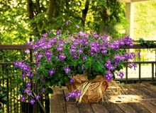 Takie dorodne skrętniki 'Blue Fountain' pojawiają się w kwiaciarniach na początku lata. Na cienistym balkonie kwitną i kwitną... Wystarczy czasem podlać je roztworem nawozu.