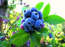 Borówka amerykańska - odmiana Patriot