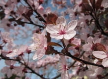 Mirabelka. Śliwa Ałycza