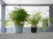 Asparagus drobnokwiatowy Asparagus pierzasty