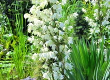 Dzwonkowate kwiaty juki zebrane są w wiechy kwiatostanów.