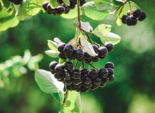 Aronia Aronia
