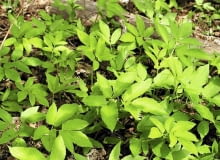 Podagrycznik, chwasty w ogrodzie 03.05.2003 ZWIERZYNIEC WOJEWODZTWO LUBELSKIE BYLINY WIOSNA CHWASTY PODAGRYCZNIK POSPOLITY AEGOPODIUM PODAGRARIA MLODE LISCIE FOT PAWEL SLOMCZYNSKI / AGENCJA GAZETA SLOWA KLUCZOWE: ROSLINY