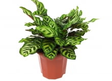 WYJĄTKOWO URODZIWE liście kalatei wyglądają zdrowo tylko w wilgotnej atmosferze. WYJĄTKOWO URODZIWE liście kalatei wyglądają zdrowo tylko w wilgotnej atmosferze.