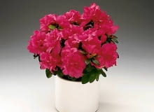 Azalia ONE TIME USE ONLY DO JEDNORAZOWEGO UZYCIA