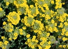 SMAGLICZKA GORSKA ( ALLYSSUM MONTANUM ) - ROSLINA , BYLINA , KWIATY FOT. EWA NARKIEWICZ PUBLIKACJA KWIETNIK NR 4 (184) - 4 2010