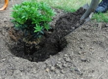 Sadzenie roślin. Bryłę korzeniową obsypujemy glebą Sadzenie roślin. Bryłę korzeniową obsypujemy glebą