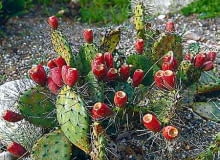 Opuntia polyacantha - dojrzałe owoce KAKTUS OPUNCJA OPUNTIA OWOC JADALNY SUKULENT W OGRODZIE FOT. ADAM IHNATOWICZ SLAJD MALY PUBLIKACJA KWIETNIK NR 3 (99) - 03.2003