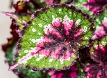 Begonia królewska (Begonia rex 'Paso Doble') Begonia królewska (Begonia rex 'Paso Doble')