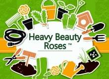 Heavy Beauty Roses