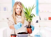 Przesadzanie roślin doniczkowych Przesadzanie roślin doniczkowych