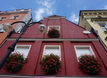 Burza czerwonych pelargonii na fasadzie zabytkowej kamienicy - jak widać, nie trzeba balkonu, aby wyeksponować urodę kwiatów. Burza czerwonych pelargonii na fasadzie zabytkowej kamienicy - jak widać, nie trzeba balkonu, aby wyeksponować urodę kwiatów.