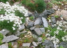 Schivereckia podolica Saxifraga arendsii i fragment skalniaka