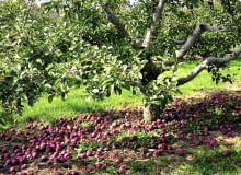 Jesienią spady owoców trzeba starannie zbierać. Porażonych owoców nie kompostujemy, by nie roznosić chorób Jesienią spady owoców trzeba starannie zbierać. Porażonych owoców nie kompostujemy, by nie roznosić chorób