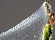 Taką Pajęczynę tworzą przędziorki, gdy bardzo się rozmnożą (na zdjęciu w powiększeniu). Taką Pajęczynę tworzą przędziorki, gdy bardzo się rozmnożą (na zdjęciu w powiększeniu).