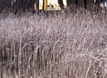 Dom letniskowy nad jeziorem w Niemczech projektu Pfeiffer Architekten z Berlina niemcy, dom, drewno, elewacja