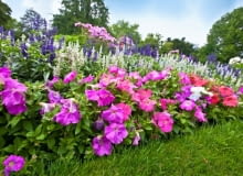 Ogród kwiatowy pełen kolorowych azali