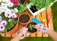 Siewka papryki Siewka papryki