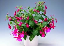 Co zrobić, by fuksja odżyła po zimie? Co zrobić, by fuksja odżyła po zimie?