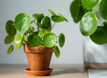 Kwiat pieniążek Kwiat pieniążek