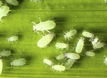 Mszyce. Szkodniki roślin doniczkowych Mszyce. Szkodniki roślin doniczkowych