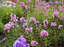 Phlox paniculata Phlox paniculata cultivars at Zur Linden Nursery, Linne. From front 'Le Mahdi' -blue, 'Sommerfreude', Rosenteller, Juliglut (dark orange-pink) SLOWA KLUCZOWE: Blume Close Up Close-up Detail Display Duft Garten Juli krautig Nahaufnahme Perennial Pflanze Portrait Sommer Staude duftend krautige pink rosa rosafarben