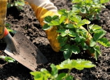 Sadzonki truskawek gdy skończysz budowę domu, sprawdź jak przygotować ogród pod pierwsze nasadzenia?