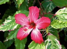 KETMIA , ROZA CHINSKA ( HIBISCUS ROSA SINENSIS ) ' COOPERII ' - ROSLINA DONICZKOWA , KWIATY FOT. WIESLAW GAWRYS PUBLIKACJA KWIETNIK NR 11 (191) - 11 2010 SLOWA KLUCZOWE: ROSLINA KWIAT ZDJĘCIE DO WKŁADKI: PUBLIKACJA KWIETNIK NR 11 (191) - CZASOPISMA