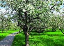 Gałązki rajskich jabłonek gęsto obsypane drobnymi owocami robią naprawdę duże wrażenie... Gałązki rajskich jabłonek gęsto obsypane drobnymi owocami robią naprawdę duże wrażenie...