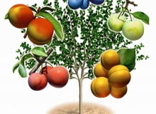 SZCZEPIENIE UPRAWA DRZEW OWOCOWYCH DRZEWKO SZCZEPIONE DRZEWO OWOCOWE PIEC ODMIAN NA JEDNYM PNIU WIELOOWOCOWE MORELA ODMIANA EARLY ORANGE BRZOSKWINIA ODMIANA HARNAS SLIWA PRUNUS ODMIANA RENKLODA ULENA WEGIERKA DABROWICKA SLIWA JAPONSKA ODMIANA SANTA ROSA RYS. WAWRZYNIEC SWIECICKI PUBLIKACJA KWIETNIK NR 8 (104) - 8.2003 DO JEDNORAZOWEGO WYKORZYSTANIA SLOWA KLUCZOWE: GRAFIKA DRZEWA OGRODNICTWO ROSLINY