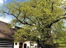 Prastara lipa obejmująca konarami ludzkie domostwo - symboliczny obraz naszego przyjaznego współistnienia Prastara lipa obejmująca konarami ludzkie domostwo - symboliczny obraz naszego przyjaznego współistnienia