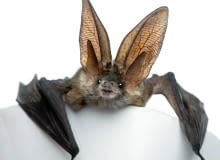 Nietoperzy nie wolno wybudzać z hibernacji, bo osłabione nie doczekają wiosny.