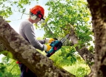 przycinanie drzew,ogród,drzewa,w ogrodzie,cięcie drzew