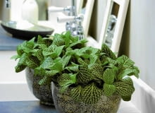 Fitonia. Ta niewielka roślina z dekoracyjnymi liśćmi zmieści się nawet na niewielkiej półce. Można ją również uprawiać w szklanych kulach lub słojach. Fitonia. Ta niewielka roślina z dekoracyjnymi liśćmi zmieści się nawet na niewielkiej półce. Można ją również uprawiać w szklanych kulach lub słojach.