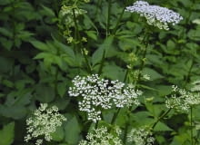 Podagrycznik rozrasta się szybko i szeroko dzięki podziemnym rozłogom.