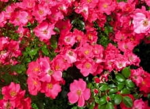 róża okrywowa 'stand rome'